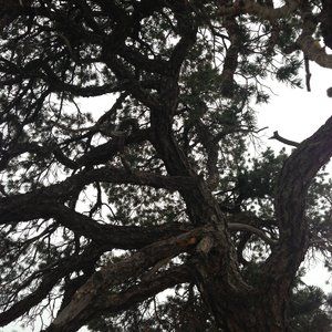 Meet your Posher, Cynthia